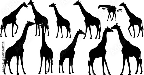 vector, isolated black silhouette of a dog, collection