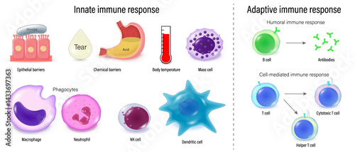 Innate and adaptive immune response. Immunology infographic. Humoral and cell mediated immune response. Immune system. 