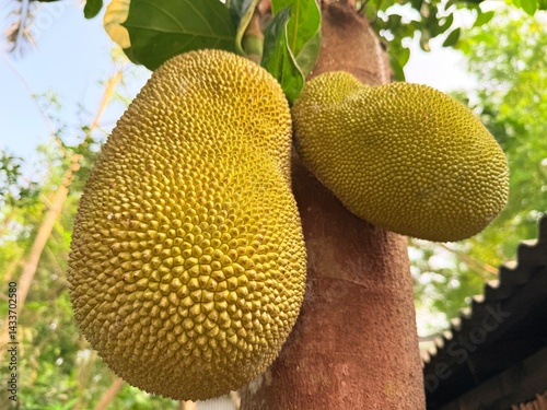 Jackfruit and Tree natural scenery which is beautiful to see