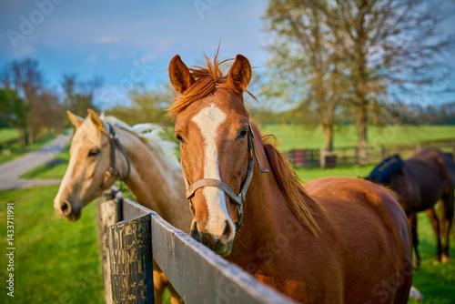 Horse looking at the camera at a horse farm in Central Kentucky.
