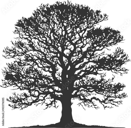 Forest Scene Tree Outline Vector
