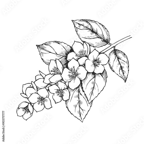 Vector vintage hand-drawm illustration of a branch of jasmine. Botanical sketch of flowers and leaves.