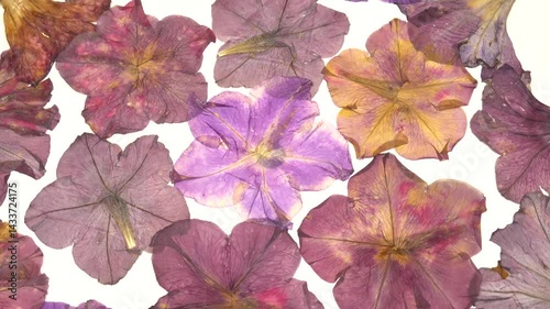 Pressed drying flowers of pink, red and purple petunias on a white background. Oshibana art, pressed flower art, decorative panel.