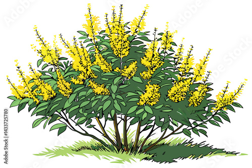 96 Vibrant yellow flowering bush, dense foliage, bright green leaves, rounded shape, garden shrub, sunny appearance, naturalistic plant portrait, isolated on white background, high detail, botanical i