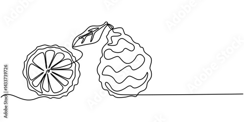 Bergamot vector pattern, color illustration for label design. One continuous line art drawing with lettering bergamot, Set of collection compositions with lime, bergamot citrus element fruits vector.