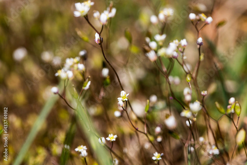 Wildflowers Background Floral Beauty Wildflowers and Natures Colors