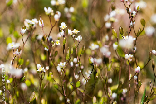 Wildflowers Background Floral Beauty Wildflowers and Natures Colors