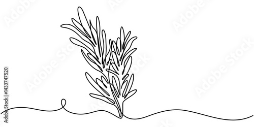 Continuous one line drawing of rosemary. Modern style vector illustration on isolated background, Rosemary simple vector sketch drawing. One continuous line art drawing illustration for label design.