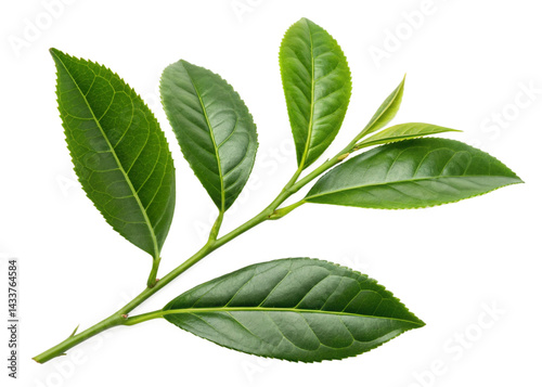 Tea leaves nature isolated on transparent background