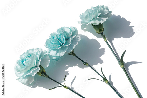 Three light-blue carnations, with delicate, ruffled petals, are arranged on a white background.