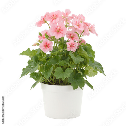 Wallpaper Mural Isolated blooming geranium plant in white plastic pot ideal for botanical themes and home gardening concepts Torontodigital.ca