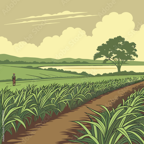 rice fields in thailand
