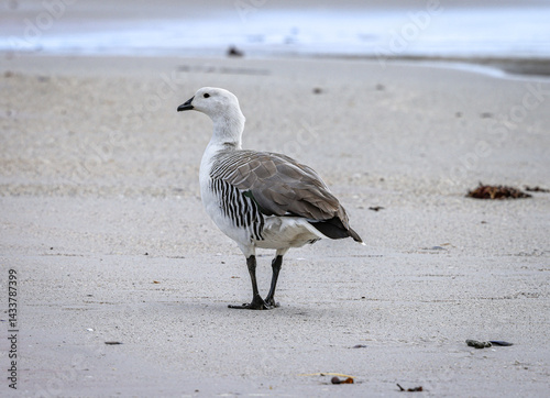 Male Upland Goose (Chloephaga picta), Falkland Islands photo