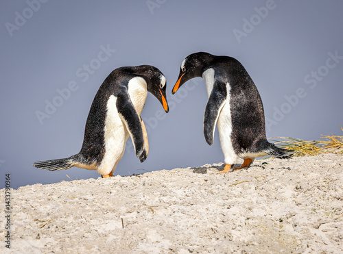 Pair of Gentoo penguins at Yorke Bay, Falkland Islands, South Atlantic