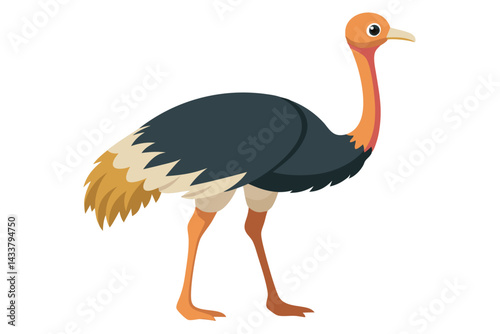 Ostrich isolated illustration on white background.
