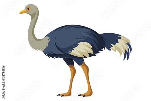 Ostrich isolated illustration on white background.
