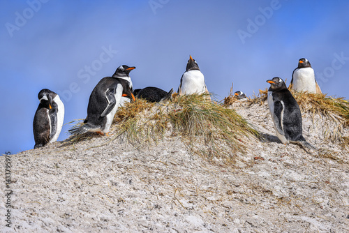 Konstfotografi Gentoo penguins at Yorke Bay, Falkland Islands, South Atlantic