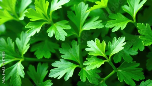 Fresh parsley leaves arranged in a decorative pattern , pattern, macro, vibrant