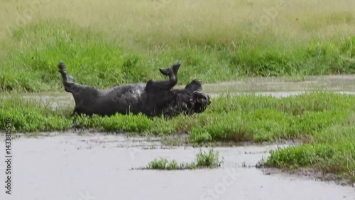 Mud glorious mud! Lone African Buffalo bull on edge of a small dam, enjoying the thrill of rolling onto his back to coat his back fully with a layer of mud to remove insects and parasites.
