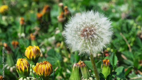 Dandelion fluff by yellow spring flowers