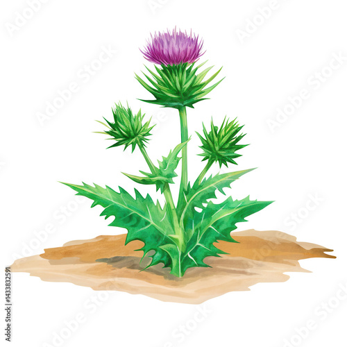 Obraz na płótnie Thistle plant with green spiky leaves and purple flower growing in dry soil w salonie