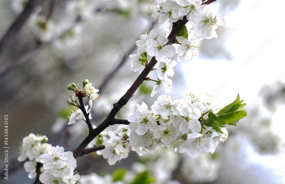 Obraz premium cherry tree blossom