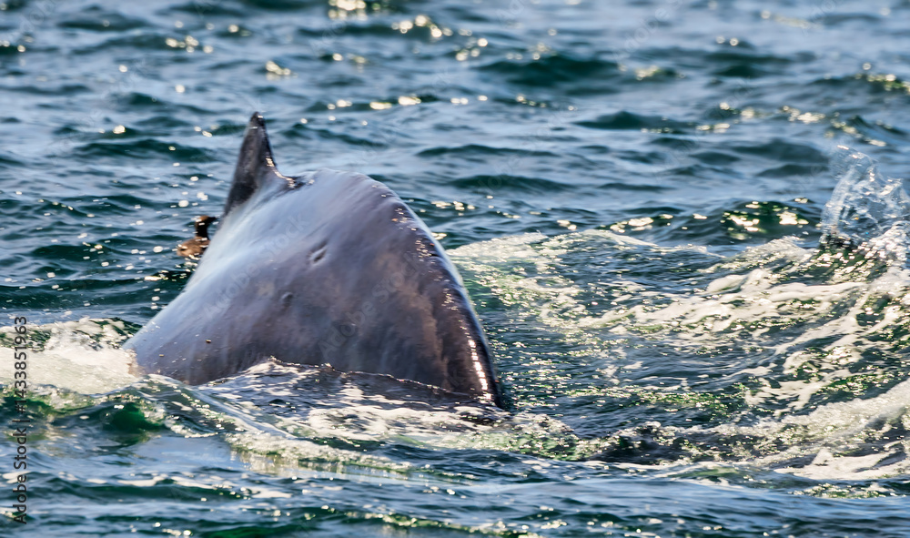 Fototapeta premium Humpback whale breaching in Monterey Bay, California. Ocean splash, marine wildlife, whale watching, nature moment, aquatic mammal, Pacific coast. Close up