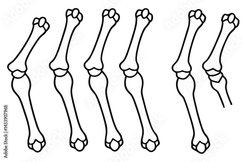 Carpals Bone Structure Line art