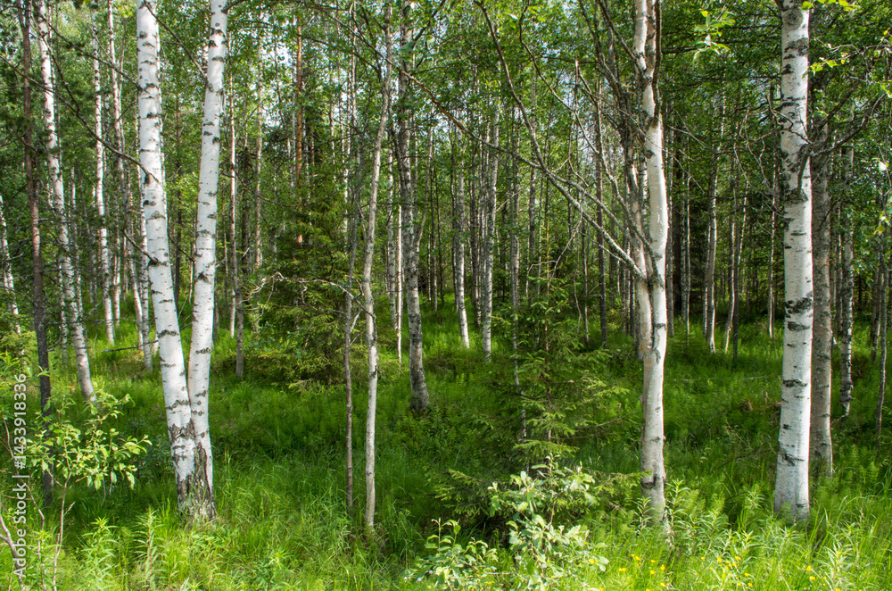 Obraz premium Birches in the taiga forest, Finland