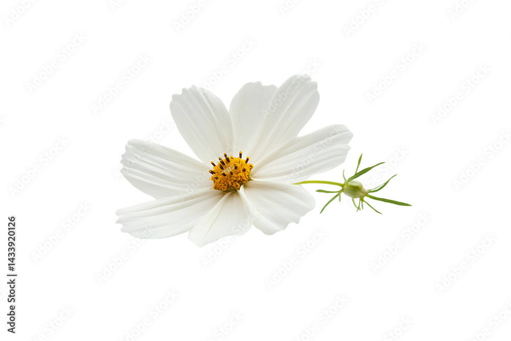 Obraz premium White flower with green leaves on transparent background