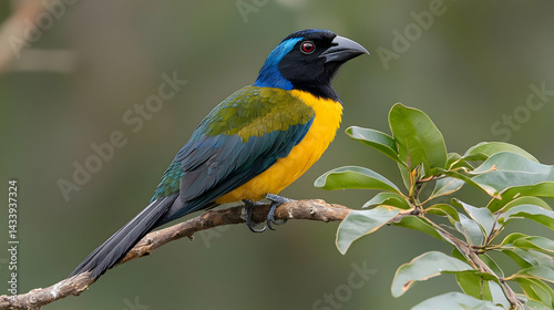 Detailed Portrait of a Vibrant Blue Yellow and Green Bird Perched on a Branch with Lush Green Foliage in the Background