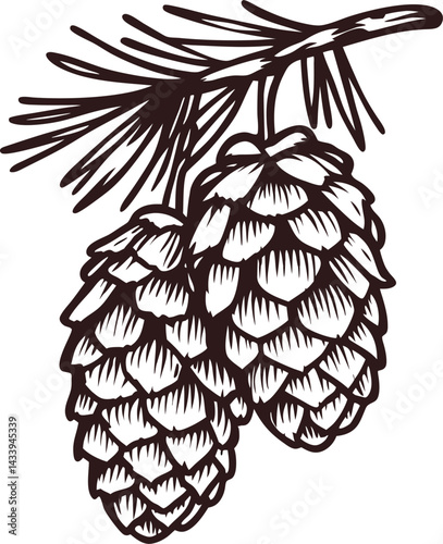 Detailed botanical sketch of pine cones on branch