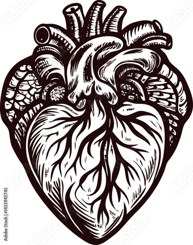 Detailed anatomical heart with intricate veins and arteries in monochrome