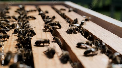 Worker bees inside a hive are hard at work building new combs of wax. Honey bees transform nectar into honey.
