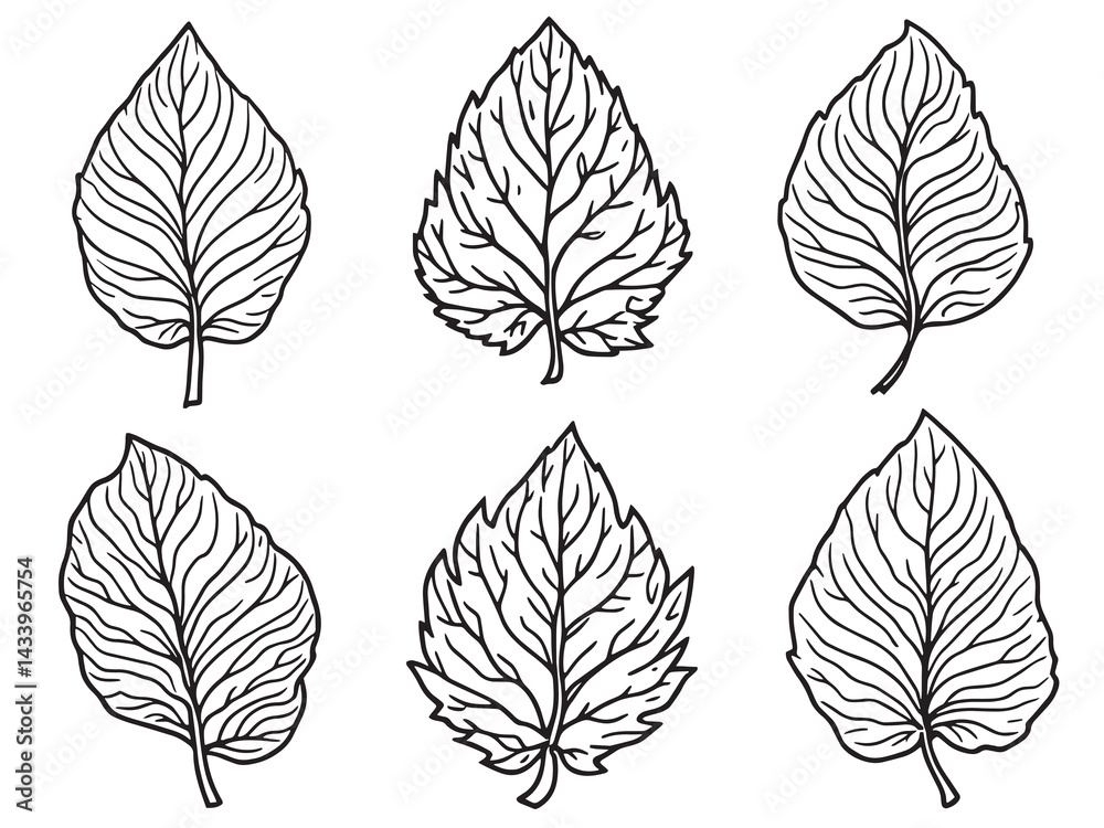 Obraz premium Balloon Vine Leaf line art perfect for modern nature decor