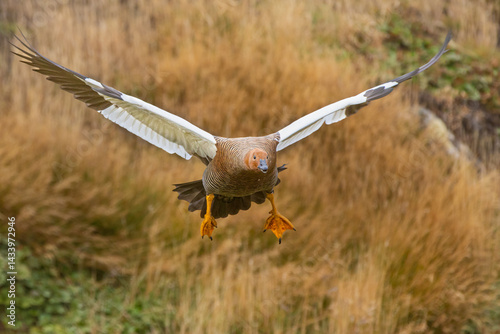 A female upland goose or Magellan goose (Chloephaga picta) flies on Carcass Island, Falkland Island. photo