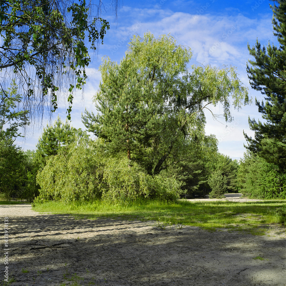 Willow in a spring forest