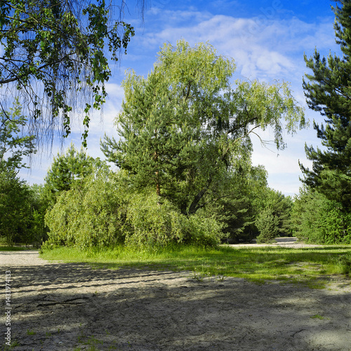 Willow in a spring forest