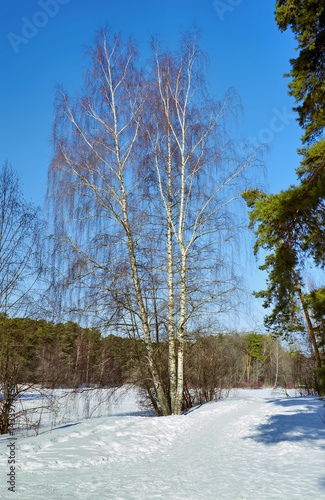 Obraz na płótnie Birch tree in a winter forest w salonie