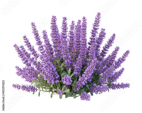 Vibrant blooming lavender flowers nature scene garden serenity isolated on transparent background