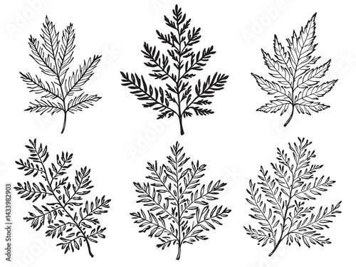 Detailed Cedar Leaf Line Art Design for Natural Illustrations 