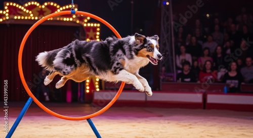 Spectacular canine agility demonstration ring jump at captivating circus act