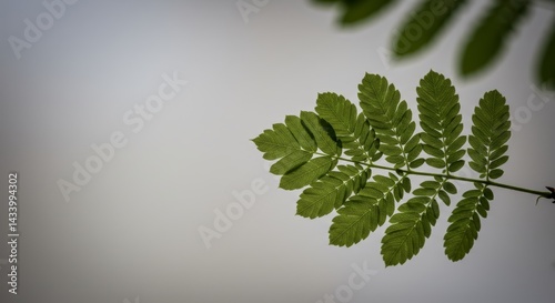 Sunlit pinnate foliage against a soft gray backdrop creating natural artistry