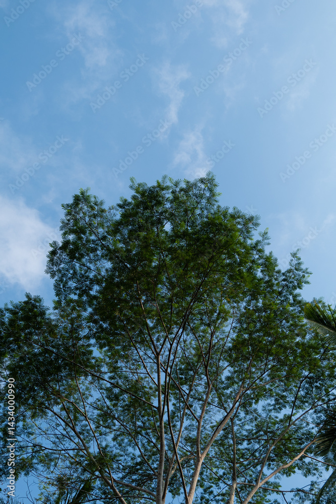 An Albizia chinensis tree with lush green leaves forming a natural canopy under the bright blue sky. An Albizia chinensis tree with lush green leaves forming a natural canopy under the bright blue sky.