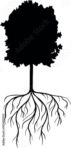 Black silhouette of maple tree (Acer platanoides). Old tree with root system isolated on white background 
