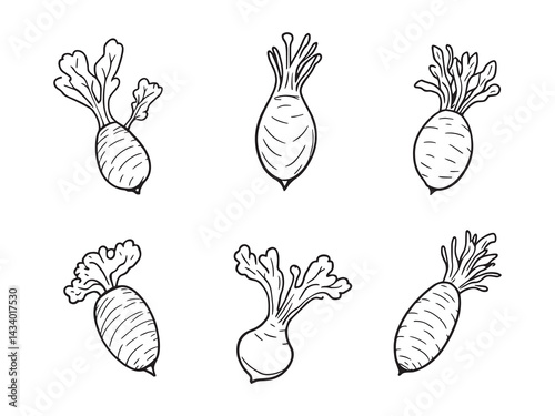 Fresh belgian endive sketch style botanical vegetable drawing