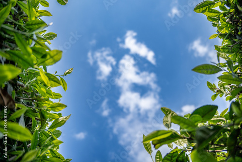 green leaves against blue sky
