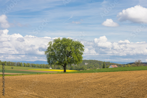 Fototapeta Naklejka Na Ścianę i Meble -  Paysage en suisse à Metzerlen-Mariastein, une commune du canton de Soleure, située dans le district de Dorneck. Prairies et collines cultivées au printemps