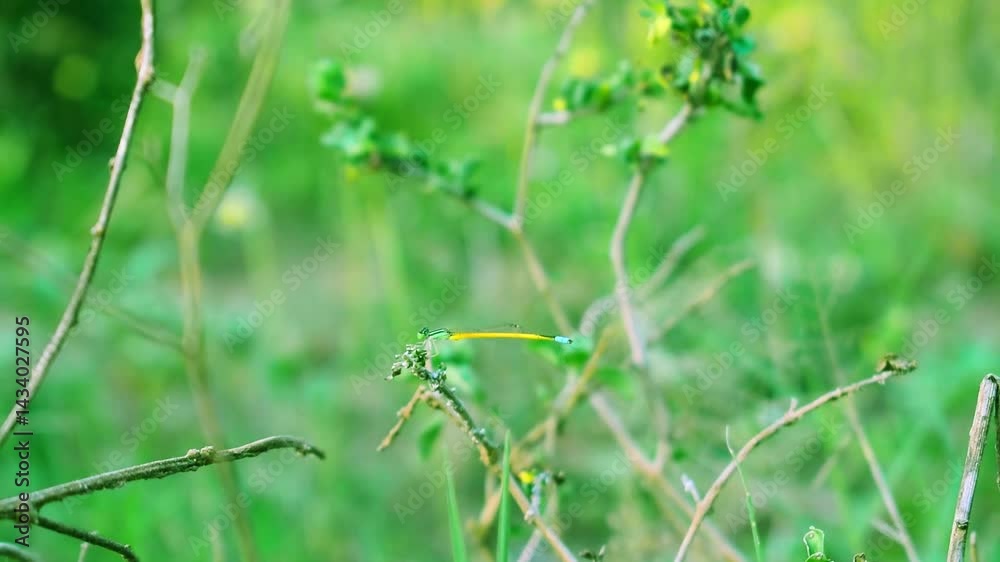close up of dragonfly and green grass close up of dragonfly and green grass