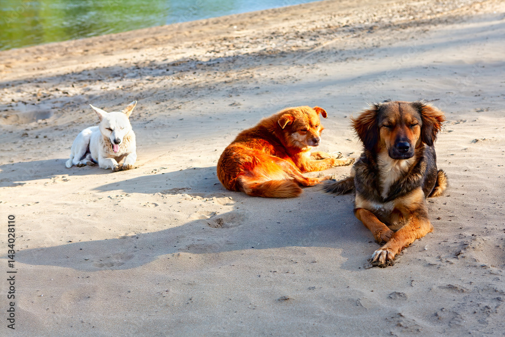 Three stray dogs rest peacefully on a sandy riverbank under soft sunlight. Calm atmosphere, natural setting, and serene animal behavior ideal for themes of nature, freedom, or companionship